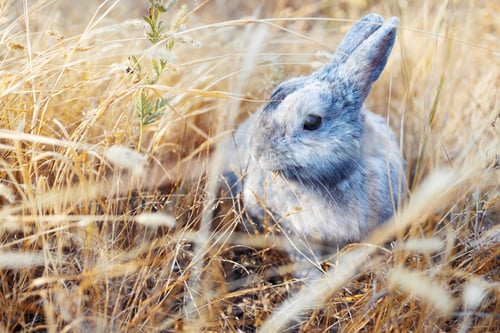 Preview: cute grey rabbit laying on messy dry grass field under the shade