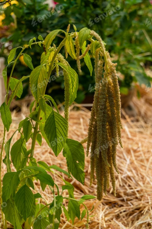 Preview: Amaranth Plant with Green Leaves in Garden