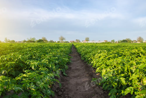 Preview: A path between rows of potato bushes in a farm field.