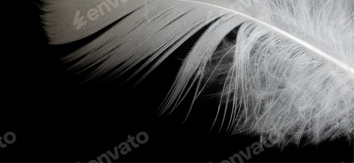 Preview: white feather of a goose on a black background
