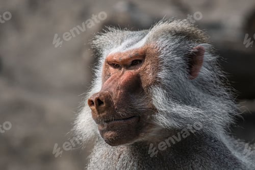Preview: Selective focus of a cute baboon monkey in its habitat