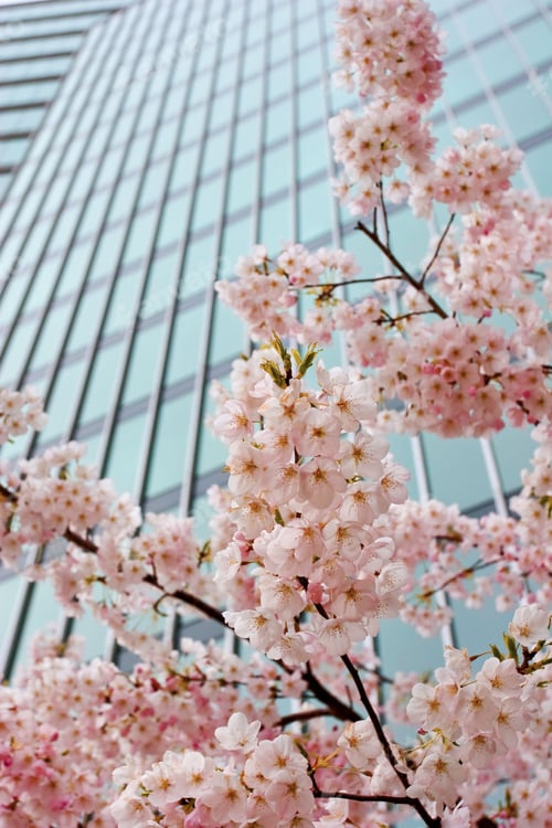 Preview: Vertical shot of a tree in full bloom with pink cherry blossoms, with a skyscraper in the background