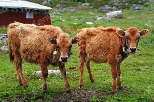 Preview: Two Ox