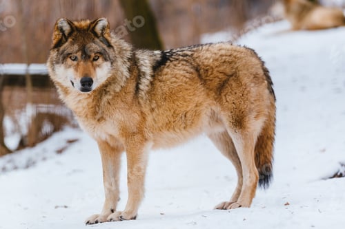 Preview: Wolf in the winter forest