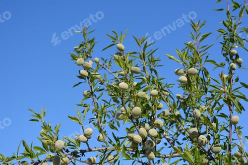 Preview: Almonds ripening on tree
