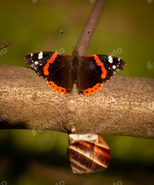 Preview: Vibrant Red admiral butterfly on the wooden branch