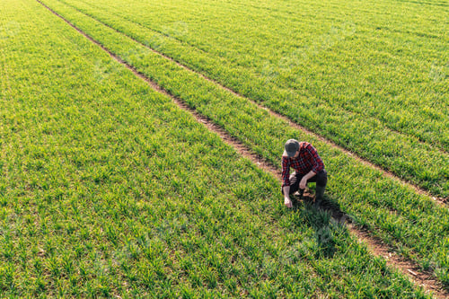 Preview: Aerial view of male farmer squatting and checking wheat crop seedling plantation