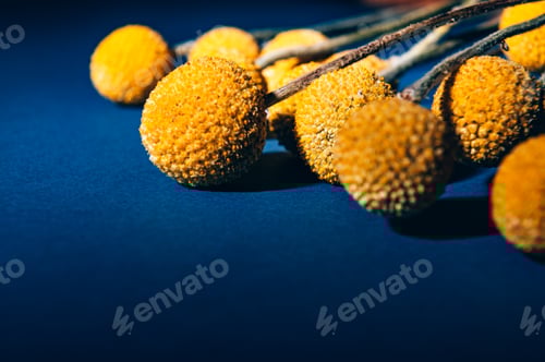 Preview: Craspedia globosa dry flowers