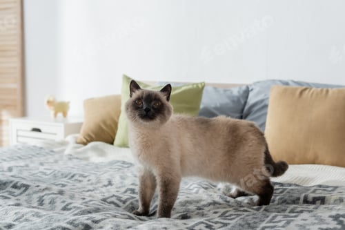 Preview: furry cat standing on bed and looking up