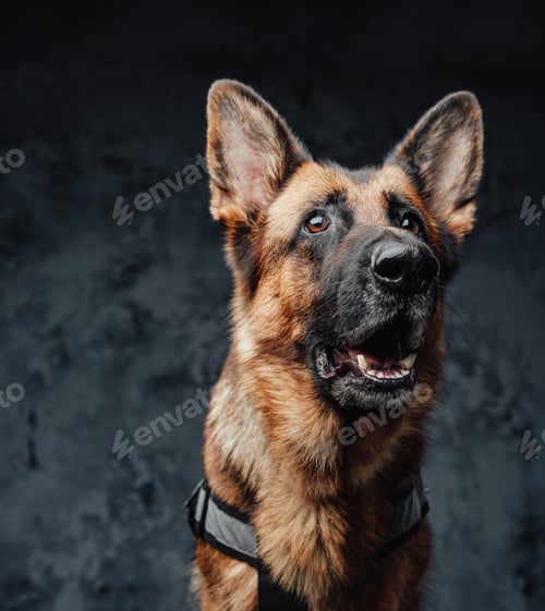 Preview: Headshot of cheerful german shepherd with brown fur