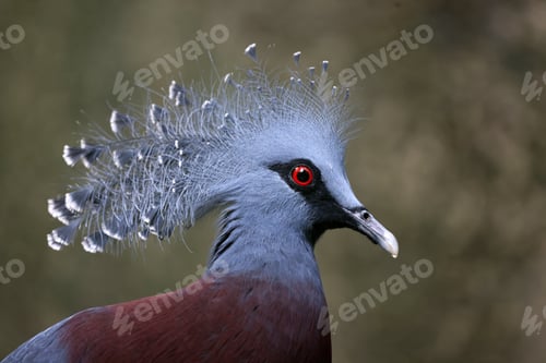 Preview: Goura cristata beautiful bird close up