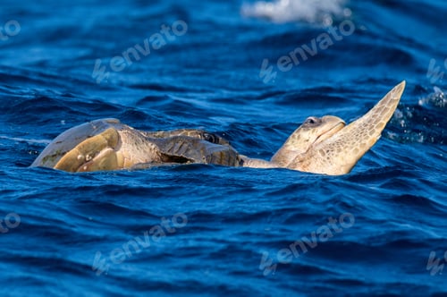 Preview: Olive ridley sea turtles or Lepidochelys olivacea performs mating ritual