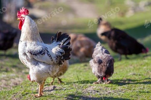 Preview: Close-up of big beautiful white well fed rooster proudly guarding flock of hens feeding in green