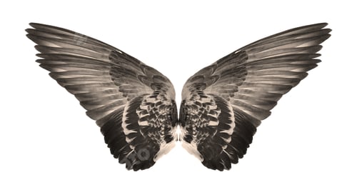 Preview: wings of birds on white bacground