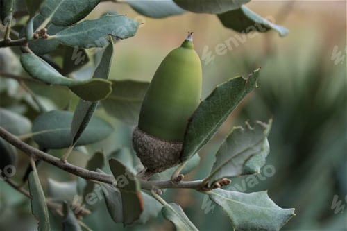 Preview: Closeup of an acorn growing on a tree with a blurry background