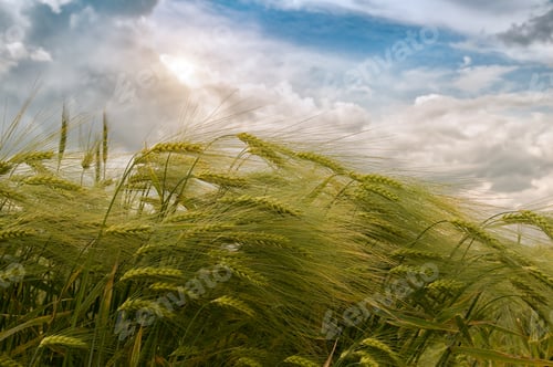 Preview: rye field
