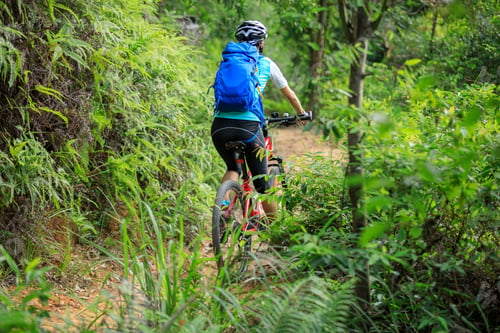 Preview: Mountain biking in summer forest