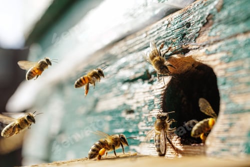 Preview: Honeybees returning with pollen at beehive entrance, macro wildlife at rustic apiary