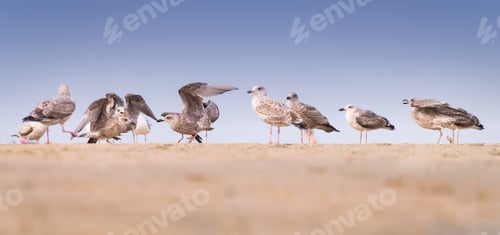 Preview: Seagulls on the seashore. Birds in the wild. Seagulls standing on the beach.