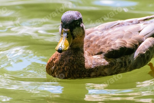Preview: Female mallard duck gliding on a serene lake's surface. Valladolid, Spain