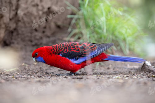 Preview: Red and Blue Parakeet