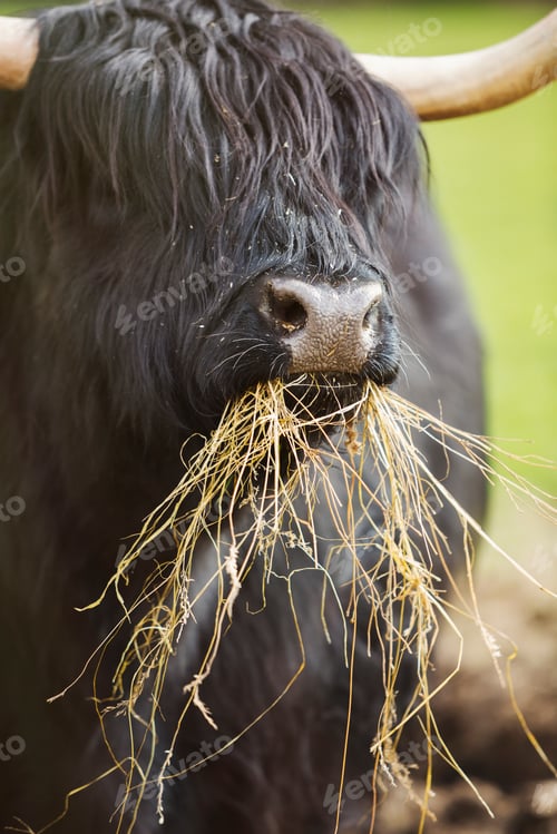 Preview: Black Scottish Highland cattle with long wavy coat feeding on hay.