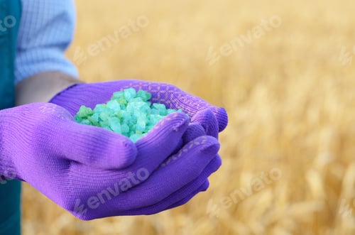 Preview: Farmer hold fertilizers in his hands with wheat field at backgro