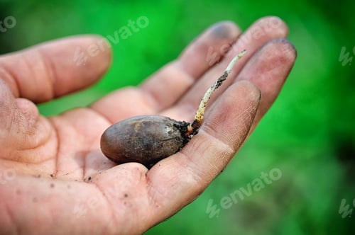 Preview: Closeup of the oak acorn sprout in the hand of the gardener