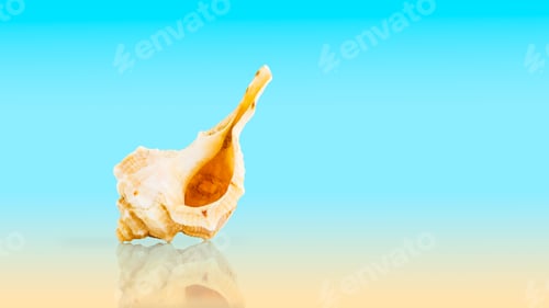Preview: Conch Sea shell on blue background with reflection