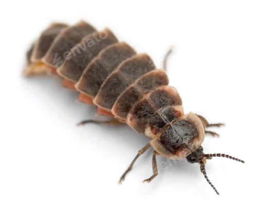 Preview: Common glow-worm of Europe, Lampyris noctiluca, in front of white background