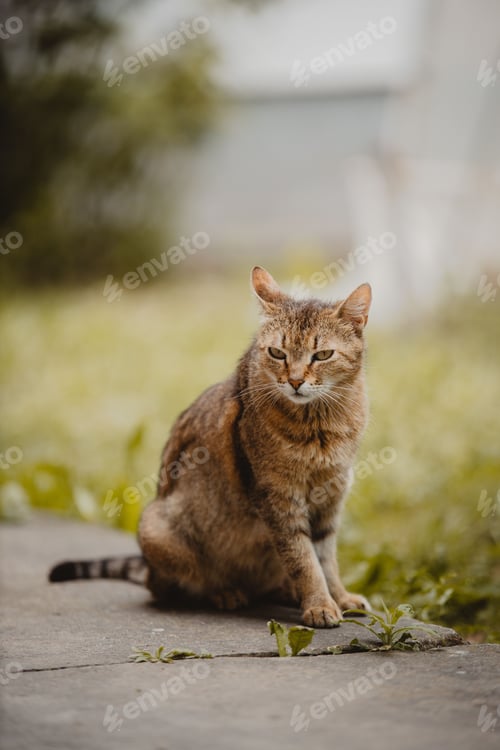 Preview: Closeup shot of a brown cat with a scary look sitting outdoors