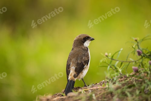 Preview: A long-tailed fiscal