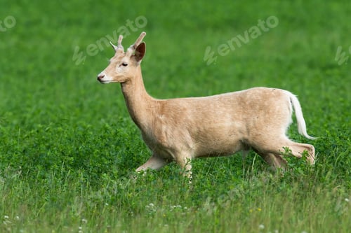 Preview: White fallow deer, dama dama, being in hurry during the pasture on clover field