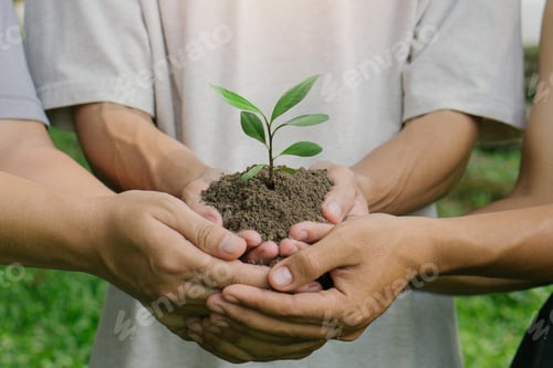 Preview: Closeup hand of people cupping and holding young plant and seeding Nurture grow Environmental.