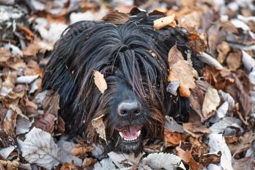 Preview: A mountain shepherd dog covered in leaves