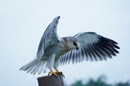 Preview: Black-winged kite (Elanus caeruleus)