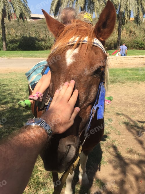 Preview: Horse