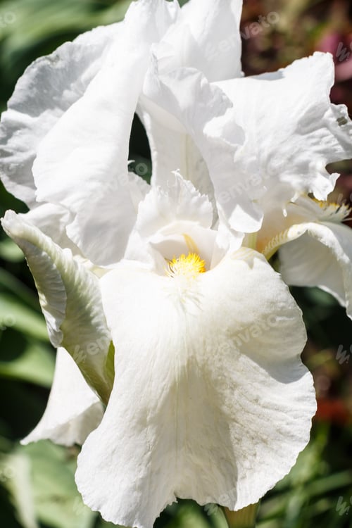 Preview: Beautiful multicolored iris flower.