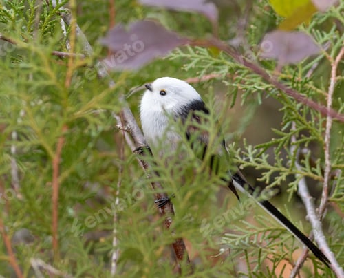 Preview: Long-tailed tit, Aegithalos caudatus. A bird sits on a branch