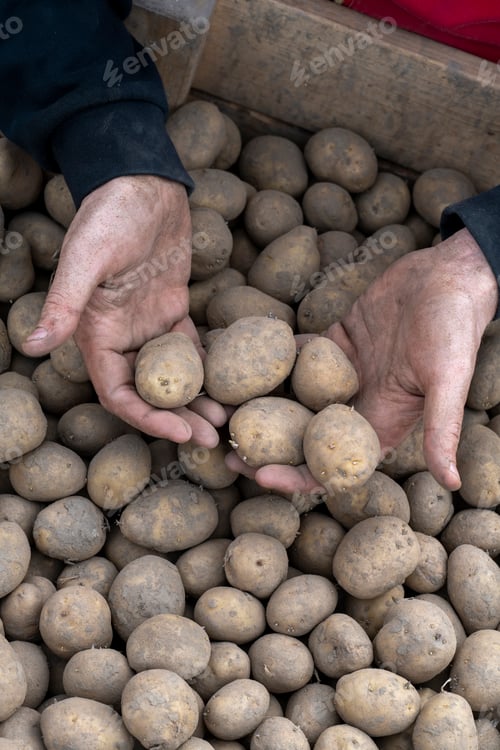 Preview: A pair of hands holding potatoes above a pile of freshly harvested potatoes.