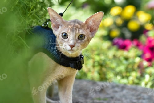 Preview: Young Abyssinian cat color Faun with a leash walking around the yard.