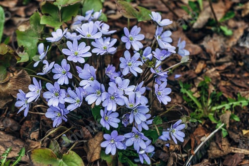 Preview: A clump of beautiful blue liverwort (Hepatica nobilis), one of spring's most magnificent flowers