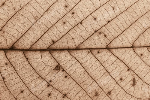 Preview: Close-up of intricate leaf pattern showcasing nature's detailed design