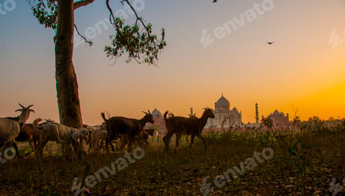Preview: Taj Mahal scenic sunset view in Agra, India