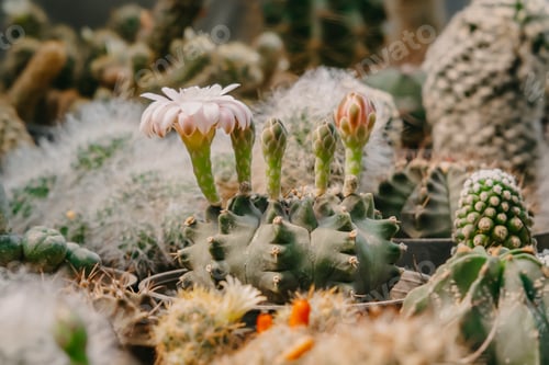 Preview: Cactus Blooms: A close-up on desert flora
