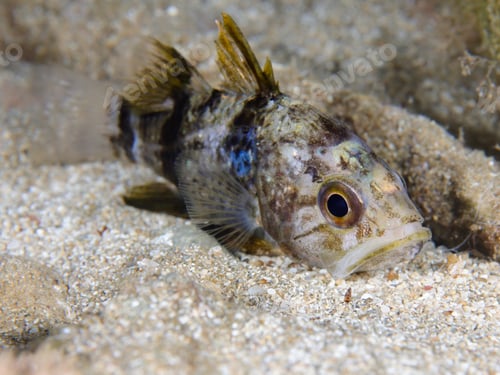 Preview: Pharao´s cardinal fish