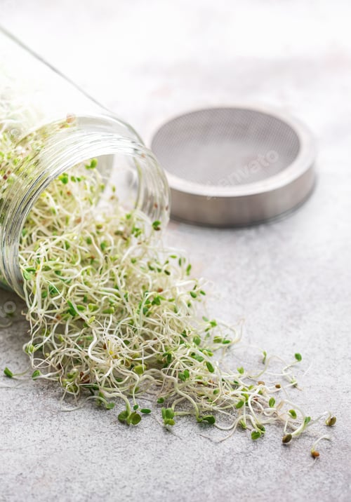 Preview: Microgreens grown in a jar.