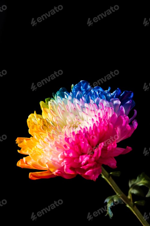 Preview: Multicolored flowers