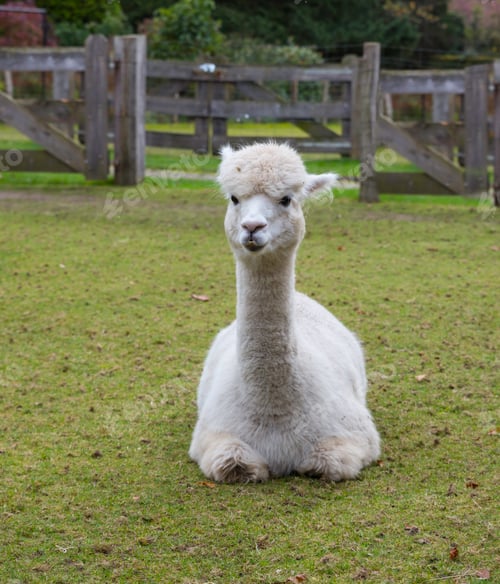 Preview: a young white alpaca in green field of grass