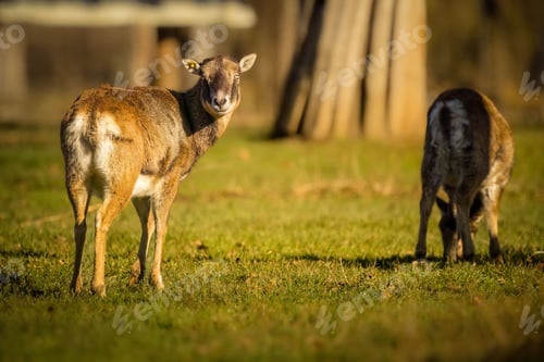 Preview: Two brown sheep standing in a grassy field.